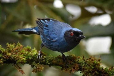Avistamiento de aves en el cerro de Monserrate