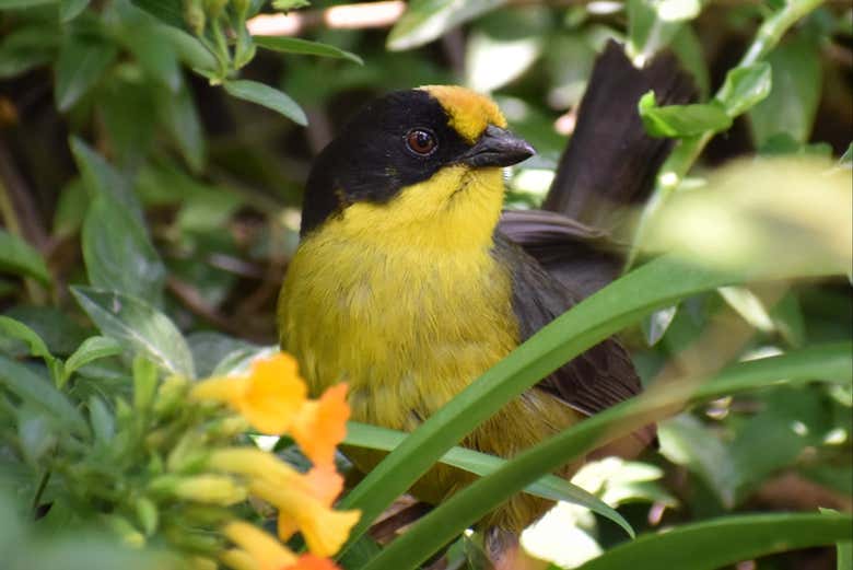 Avistamiento de aves en el cerro de Monserrate