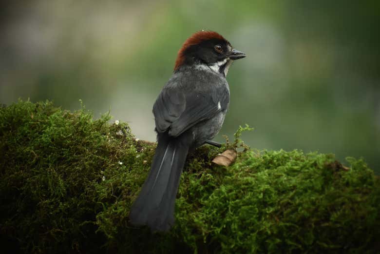 Avistamiento de aves en el cerro de Monserrate