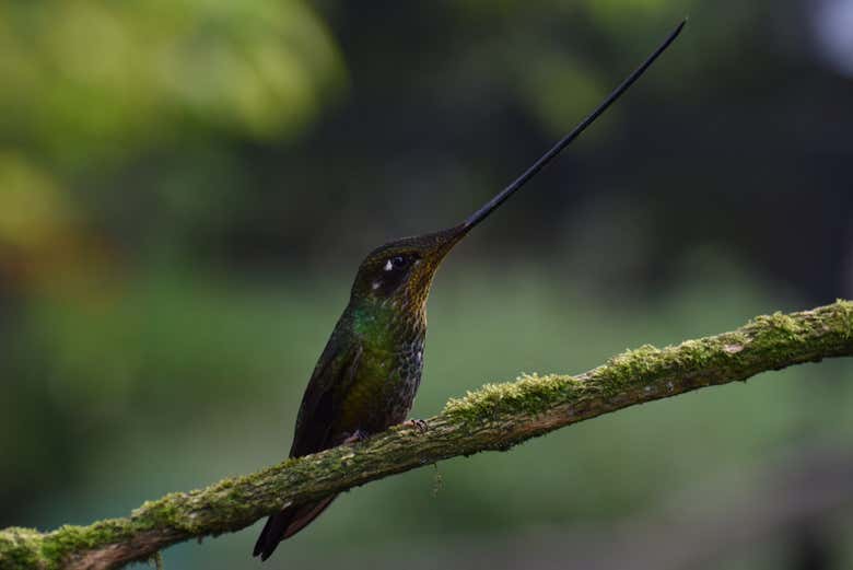 Avistamiento de aves en el cerro de Monserrate