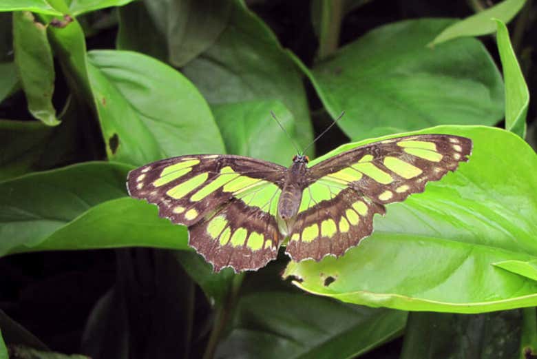 Excursión al Jardín Botánico del Quindío
