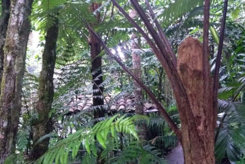 Excursión al Jardín Botánico del Quindío