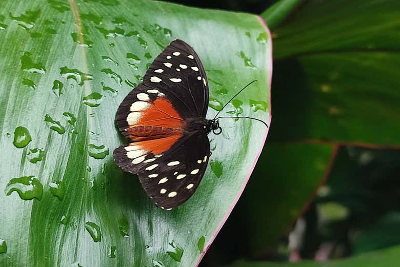 Excursión al Jardín Botánico del Quindío