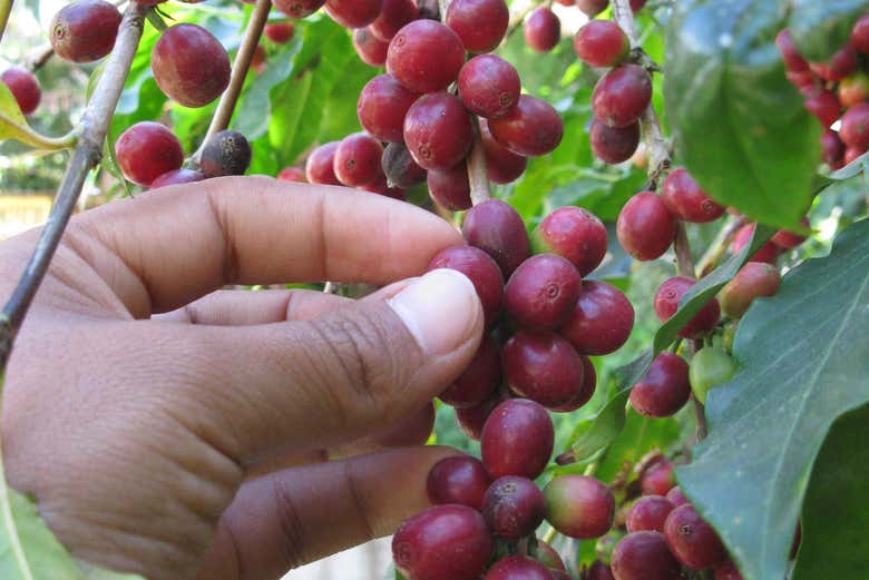 Tour privado del café por Huayopata