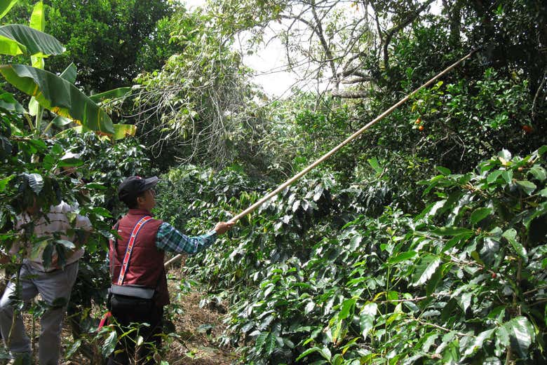 Tour privado del café por Huayopata