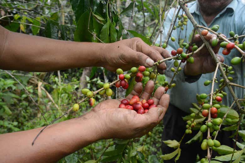 Tour privado del café por Huayopata