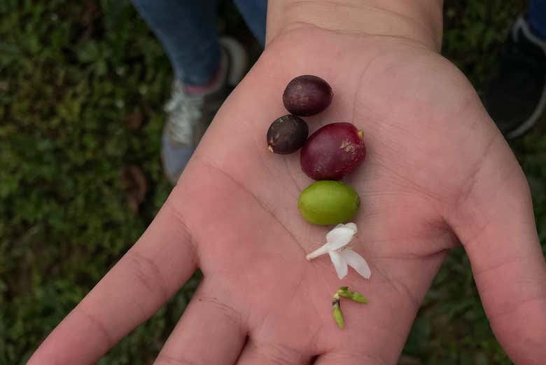 Tour del café por la región de Santa Marta