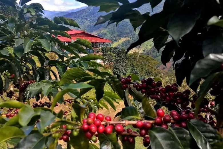 Tour del café por la región de Santa Marta