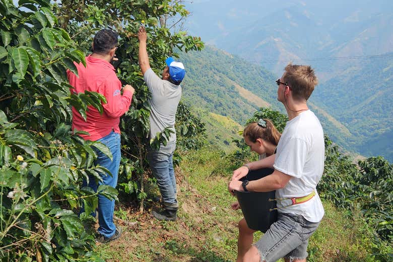 Tour del café por la región de Santa Marta