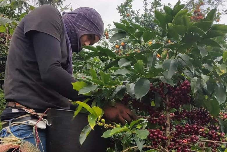 Tour del café por la región de Santa Marta