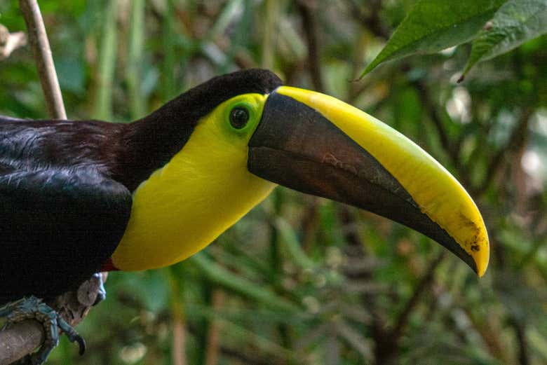 Excursión al Bioparque La Reserva