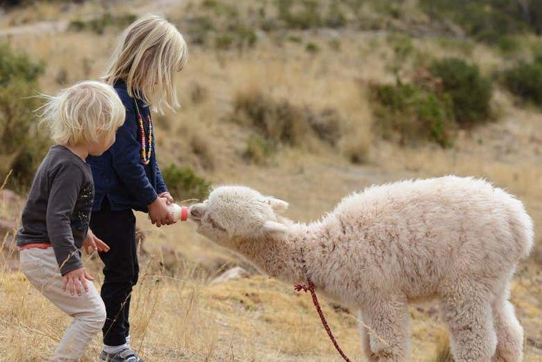Excursión privada a Chinchero + Paseo con alpacas