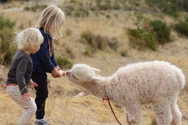 Excursin privada a Chinchero + Paseo con alpacas
