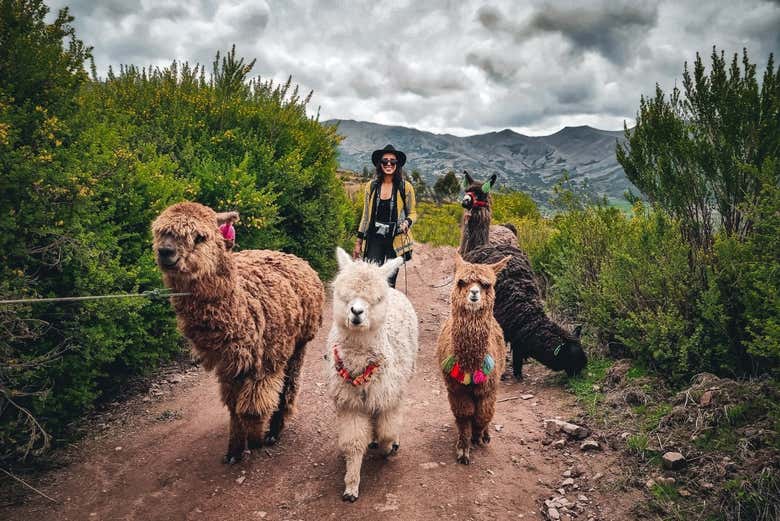 Excursión privada a Chinchero + Paseo con alpacas