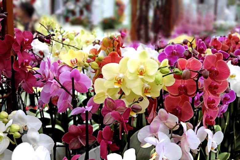 Tour de las orquídeas
