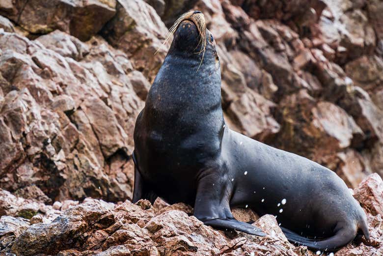 Excursión a las islas Ballestas y Huacachina + Vuelo sobre las Líneas de Nazca