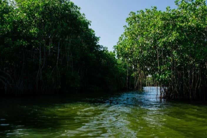Excursión a la Ciénaga Grande de Santa Marta