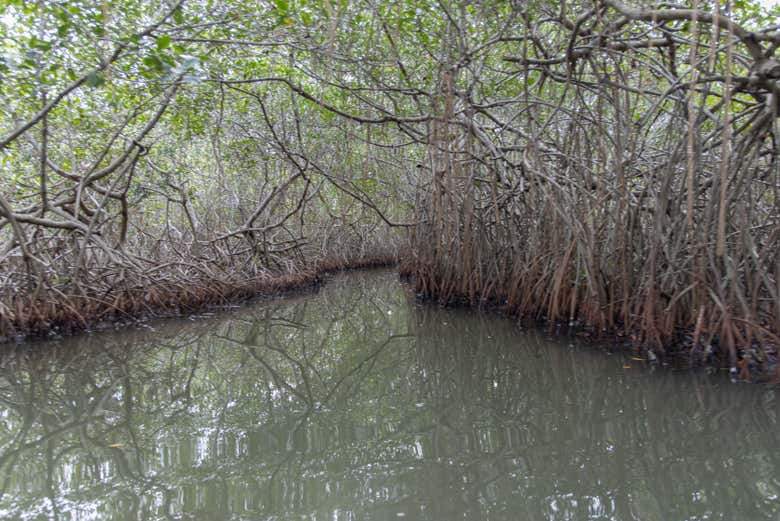 Excursión a la Ciénaga Grande de Santa Marta