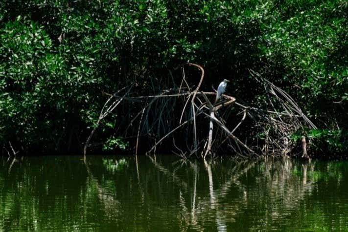Excursión a la Ciénaga Grande de Santa Marta