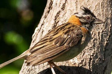 Avistamiento de aves en la laguna de Huacarpay