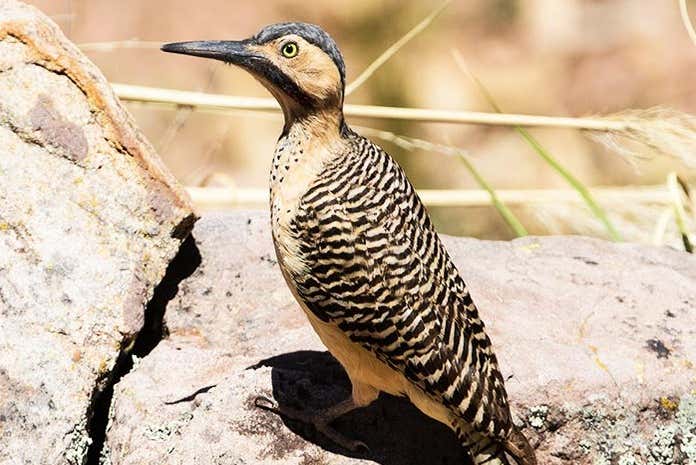 Avistamiento de aves en la laguna de Huacarpay