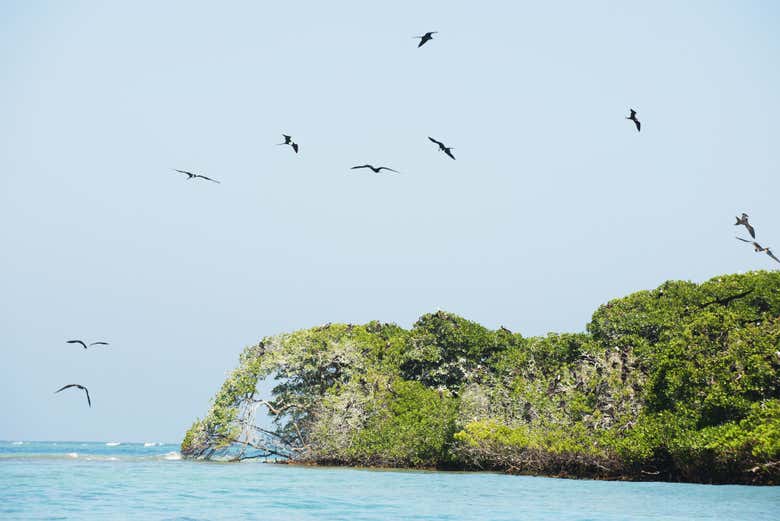 Excursión a las Islas del Rosario