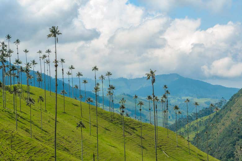 Excursión a Filandia, Salento y Valle de Cocora