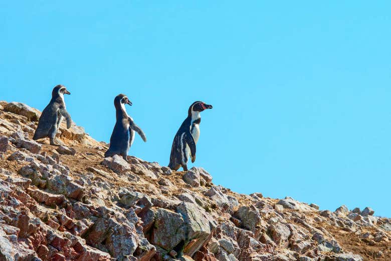 Excursión a las islas Ballestas y la Reserva Nacional de Paracas