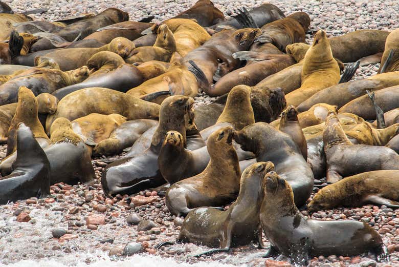 Excursión a las islas Ballestas y la Reserva Nacional de Paracas