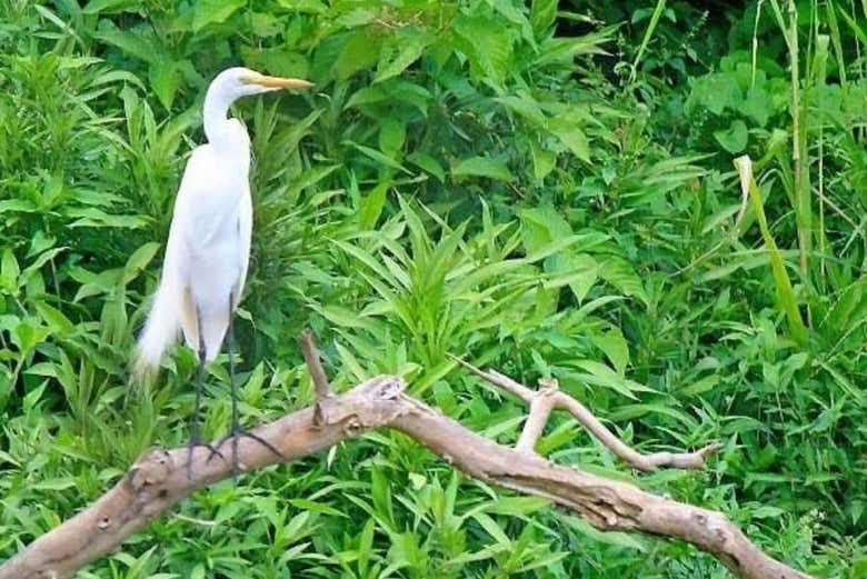 Senderismo por el río Don Diego con avistamiento de aves