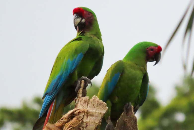 Senderismo por el río Don Diego con avistamiento de aves