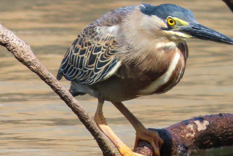 Senderismo por el río Don Diego con avistamiento de aves