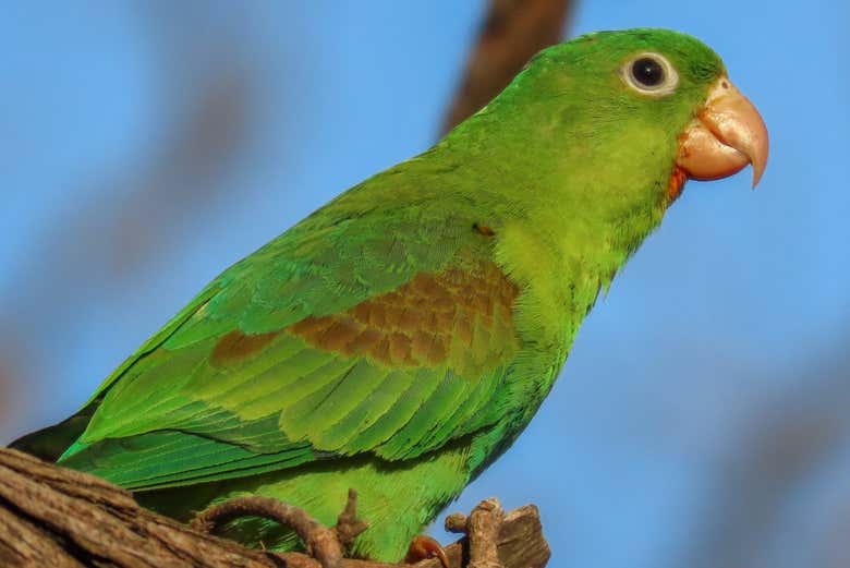 Senderismo por el río Don Diego con avistamiento de aves