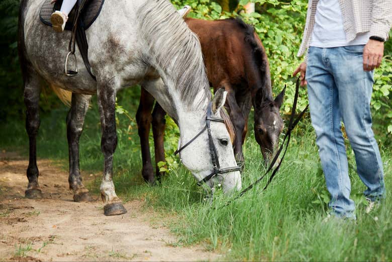 Excursión a Samaná