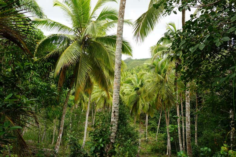 Excursión a Samaná