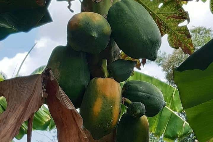 Tour del café y el cacao