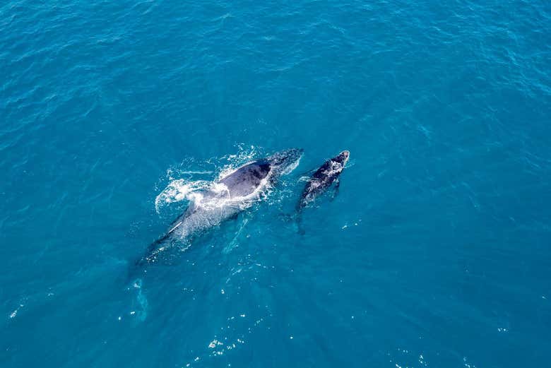 Avistamiento de ballenas en Samaná + Parque Nacional Los Haitises