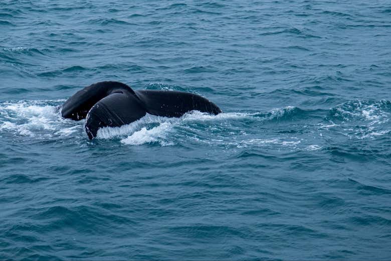 Avistamiento de ballenas en Samaná + Parque Nacional Los Haitises