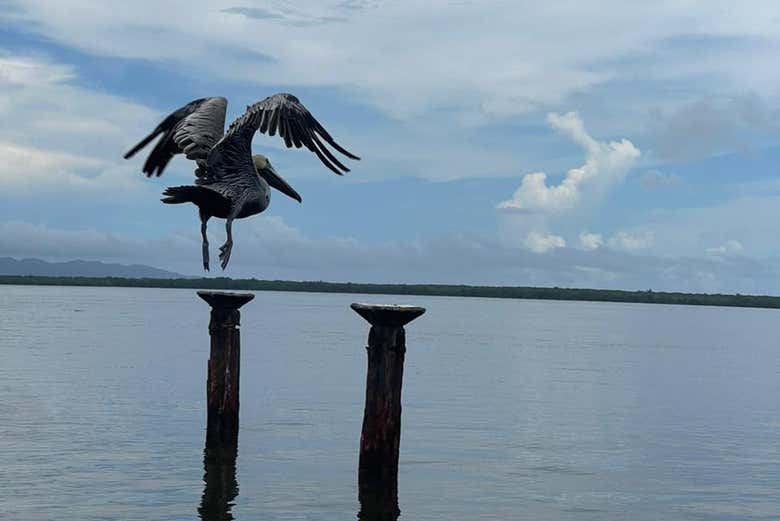 Avistamiento de ballenas en Samaná + Parque Nacional Los Haitises