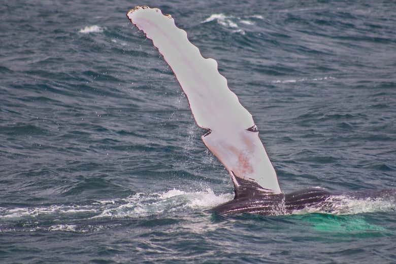 Avistamiento de ballenas + Cayo Levantado
