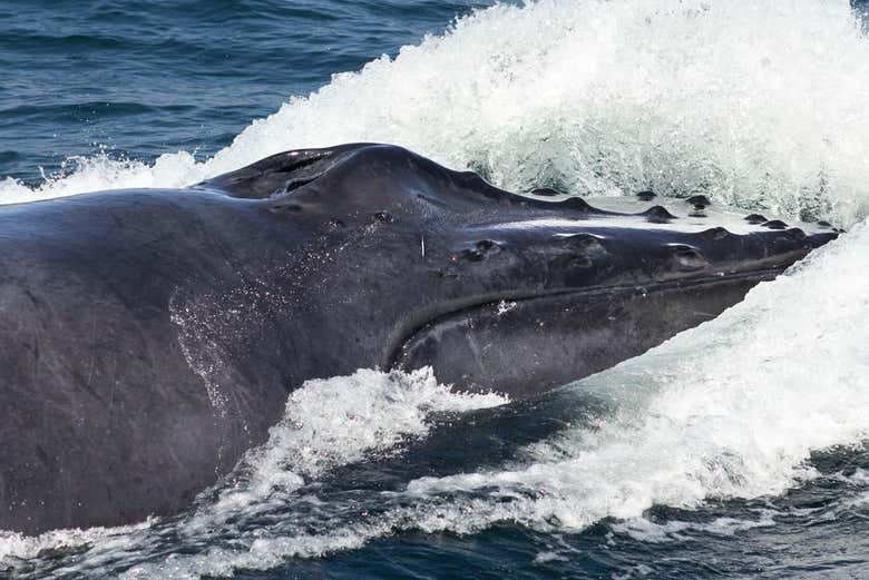 Avistamiento de ballenas + Cayo Levantado