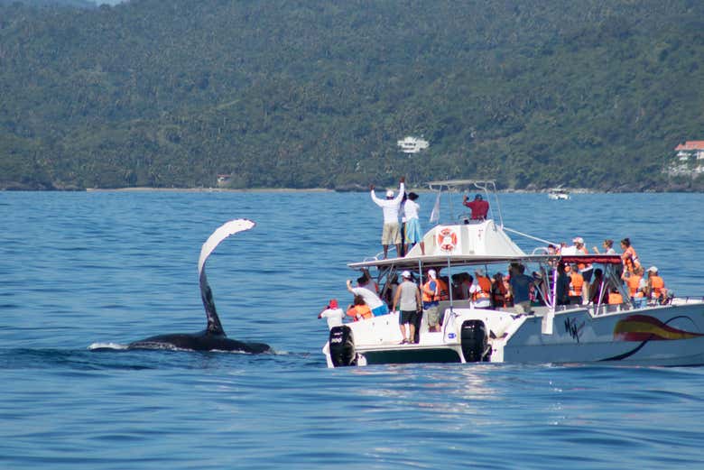 Avistamiento de ballenas + Cayo Levantado