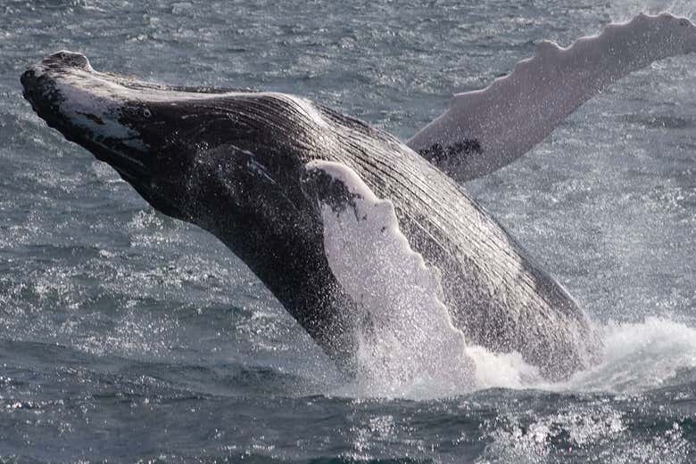 Avistamiento de ballenas + Cayo Levantado