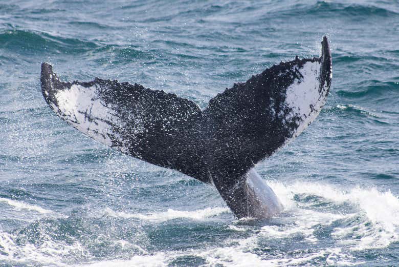 Avistamiento de ballenas + Cayo Levantado