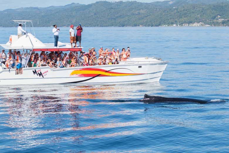 Avistamiento de ballenas + Cayo Levantado