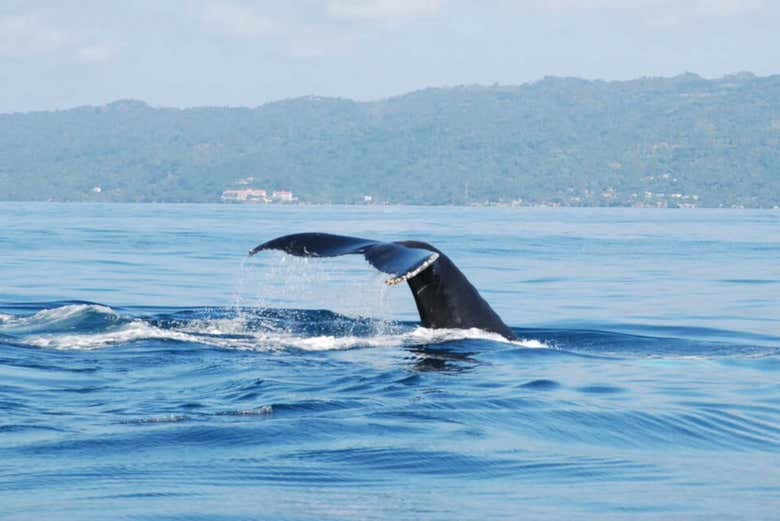 Avistamiento de ballenas en Samaná