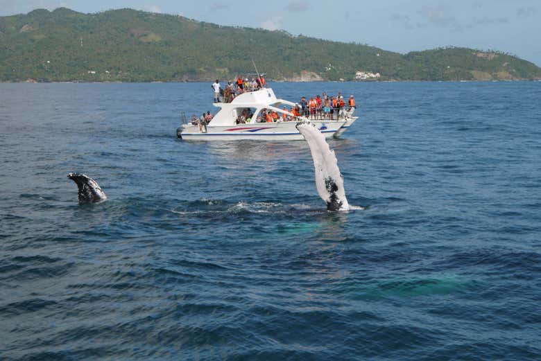 Avistamiento de ballenas en Samaná