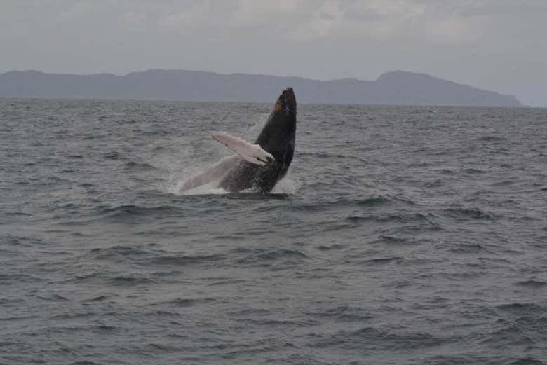 Avistamiento de ballenas en Samaná