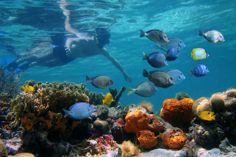 Excursión a isla Saona en barco con visión submarina