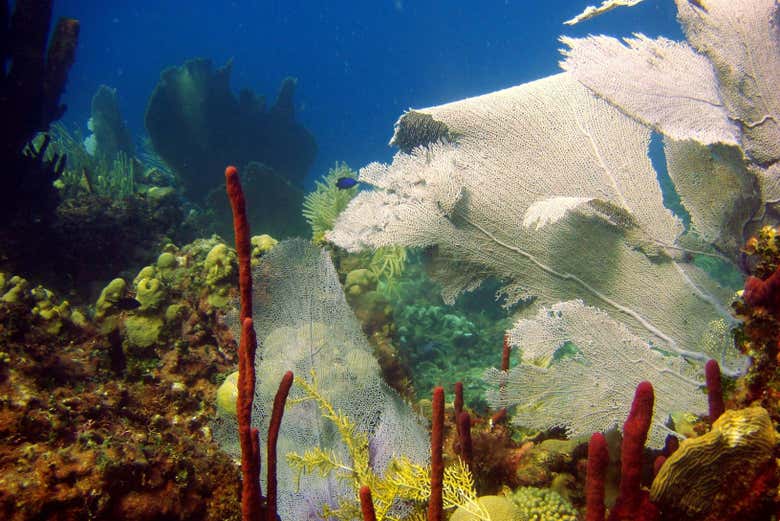 Excursión a isla Saona en barco con visión submarina
